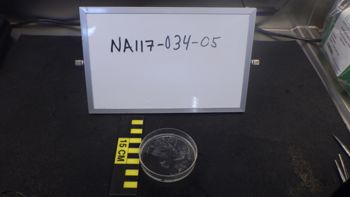 Media type: image;   Invertebrate Zoology 153512 Description: live specimen;